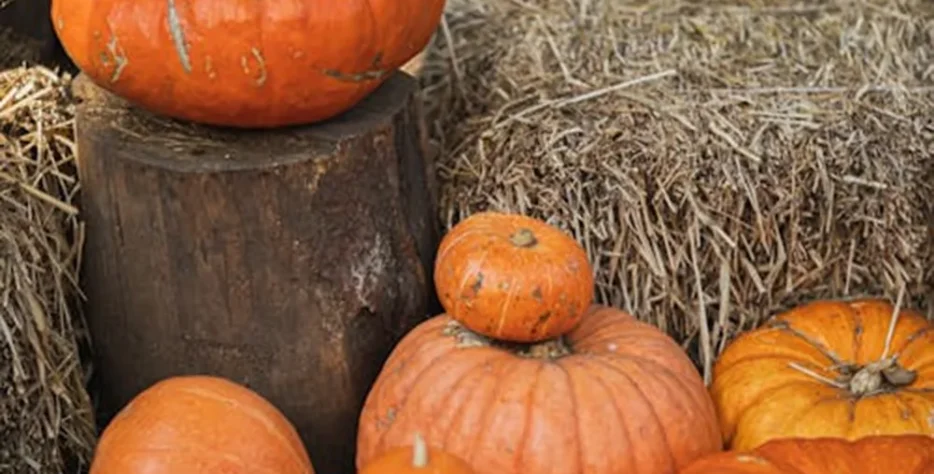 Organic farms avoid toxic inputs, improve soil health, grow clean, sustainable food that supports nature.
