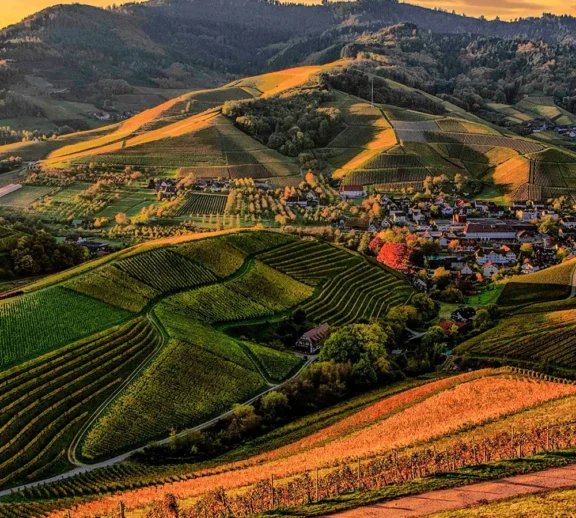 We grow fresh, organic produce using clean methods that protect nature, healthy food.